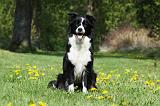 BORDER COLLIE 1033